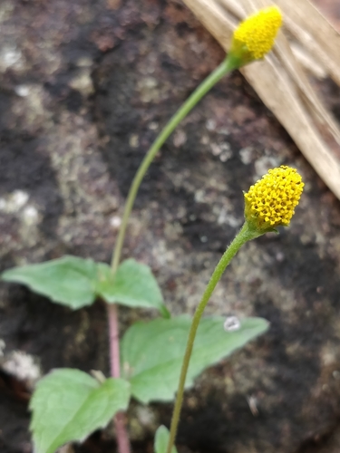 Acmella paniculata, photograph 6