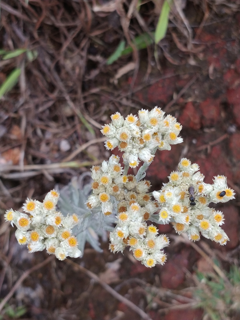 Anaphalis lawii