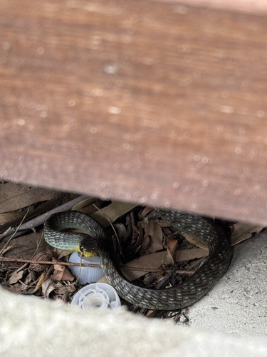 Common Tree Snake sighting