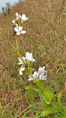 Exacum tetragonum