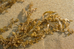Sargassum sinclairii
