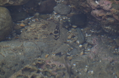 Abudefduf concolor