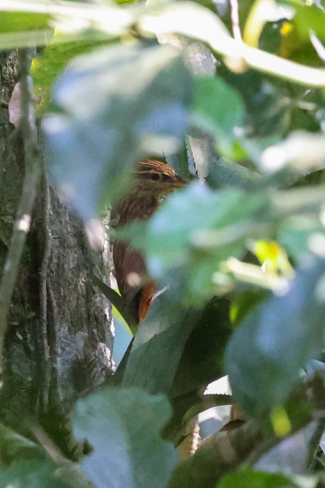 Pale-browed Treehunter (Cichlocolaptes leucophrus), photo 2