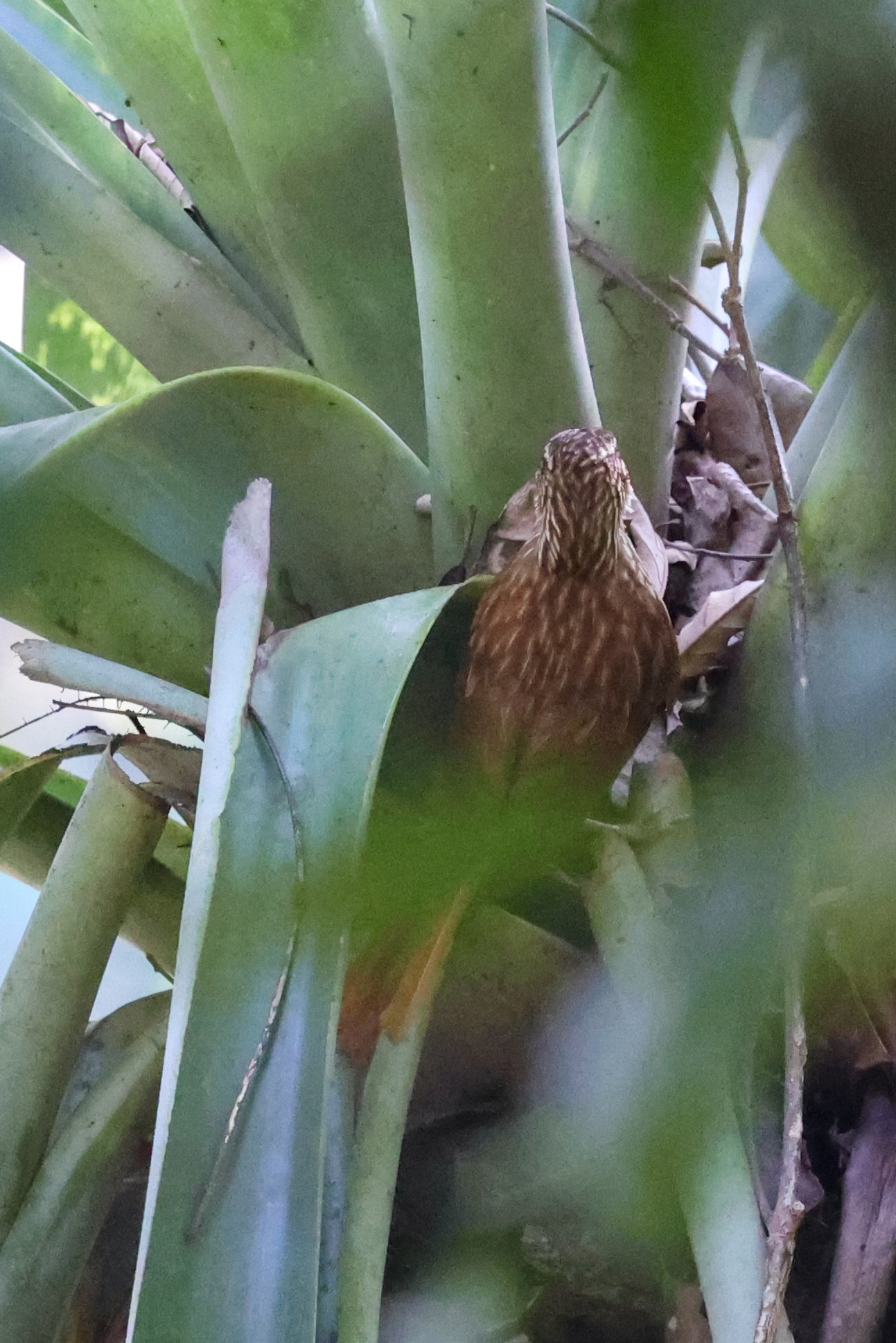 Pale-browed Treehunter (Cichlocolaptes leucophrus), photo 1