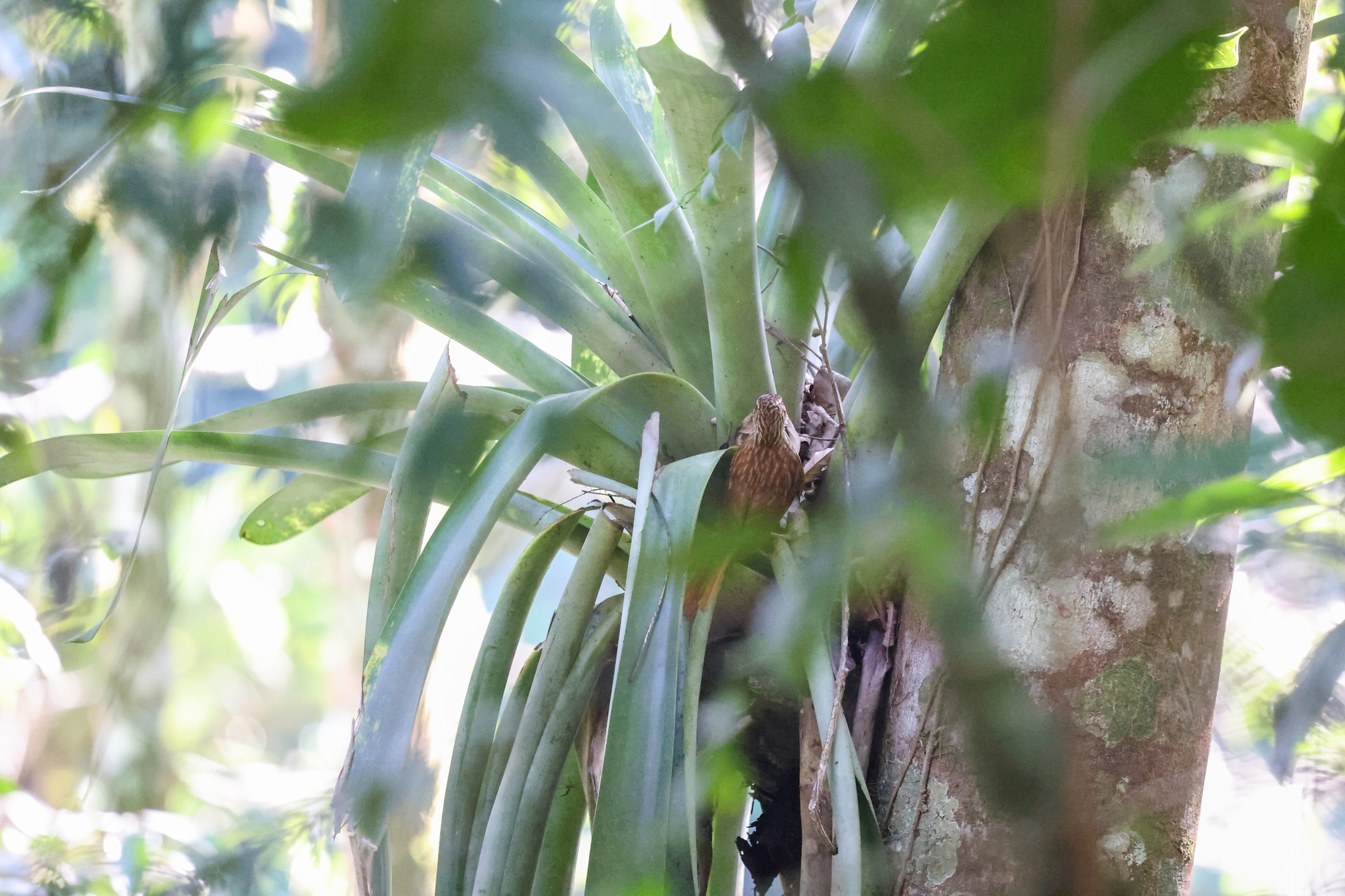 Pale-browed Treehunter (Cichlocolaptes leucophrus), photo 3