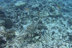 Chromis ternatensis
