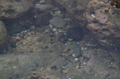 Abudefduf concolor