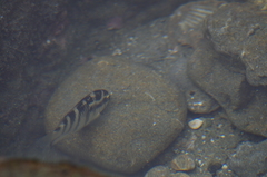 Abudefduf concolor