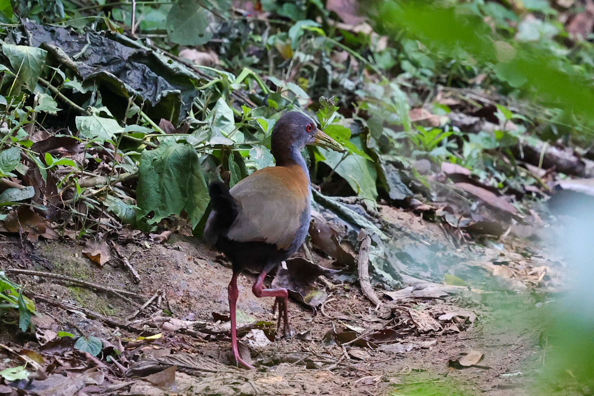 Slaty-breasted Wood-Rail illustration