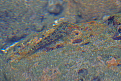 Malacoctenus tetranemus