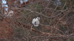 Cyanistes caeruleus × cyanus