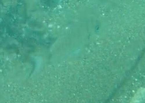 Diplodus sargus