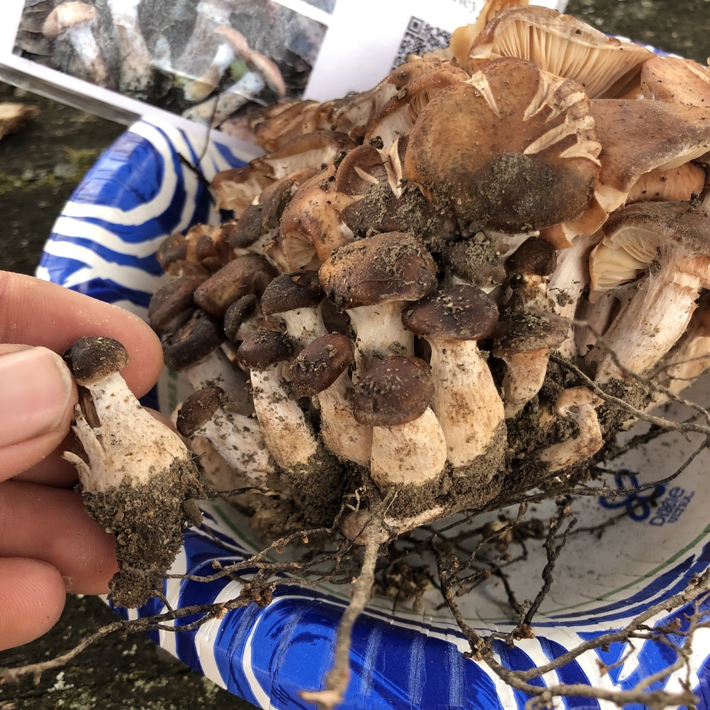 Armillaria gallica · November 2025 · photo: © conboy (iNaturalist, cc-by)