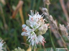 Allium ericetorum