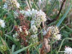 Allium ericetorum