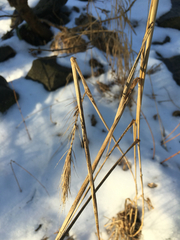 Elymus riparius