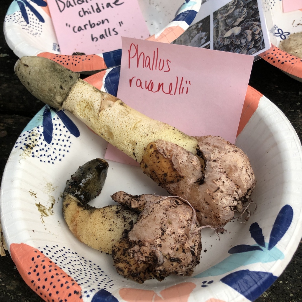 Phallus ravenelii · November 2025 · photo: © conboy (iNaturalist, cc-by)