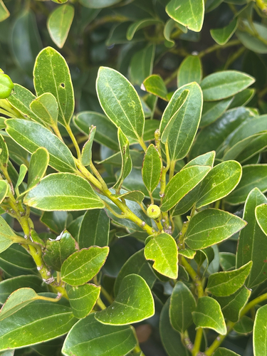 Cinnamomum pseudopedunculatum iNat (2)