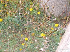 Coleostephus myconis