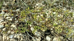 Paronychia lindheimeri