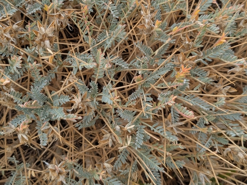 Narrow-Leaved Milk-Vetch (Astragalus angustifolius)