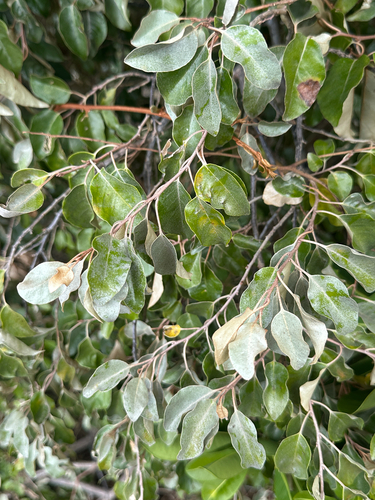 Elaeagnus rotundata observed 2025-10-20