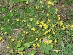 Coincya monensis cheiranthos