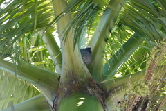 Patagioenas leucocephala