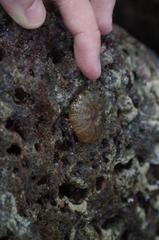 Actinostella bradleyi