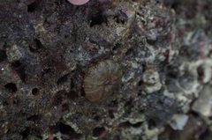 Actinostella bradleyi