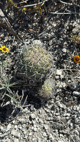 Coryphantha pallida