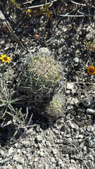 Coryphantha pallida