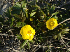 Ranunculus turneri