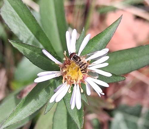 Unknown species found near University, Blacksburg, VA, USA