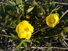 Ranunculus turneri
