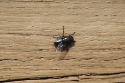 Unknown species found near Caldwell, ID, USA