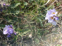 Polemonium boreale