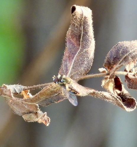 Unknown species found near Margate City, NJ 08402, USA