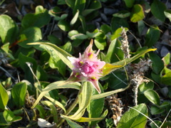 Castilleja elegans