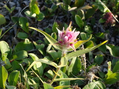 Castilleja elegans