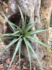 Tillandsia utriculata
