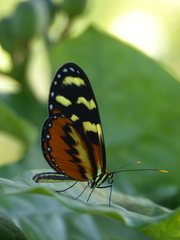 Mechanitis polymnia lycidice