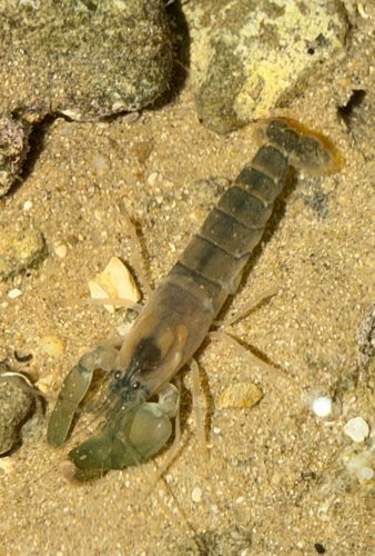 Alpheus lobidens observed 2025-11-09