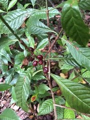 Psychotria nervosa