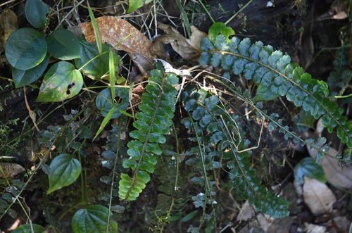 Asplenium paleaceum, 2024-08-16