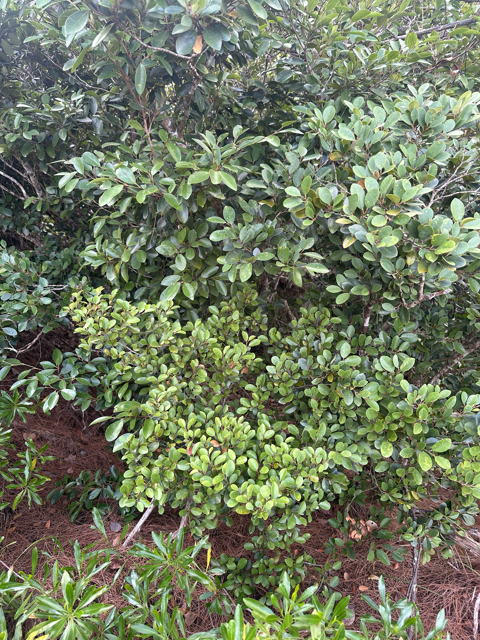 Distylium lepidotum