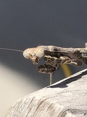 Stagmomantis carolina