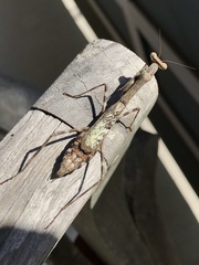 Stagmomantis carolina