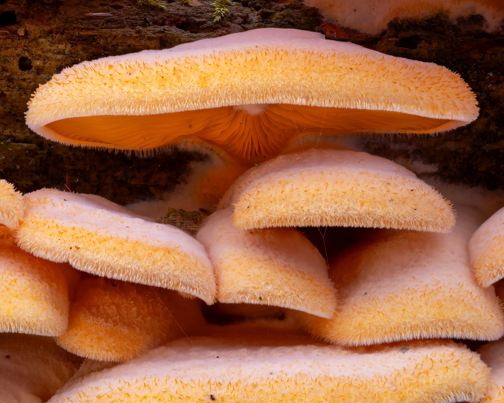 Phyllotopsis nidulans · November 2025 · photo: © crgillette (iNaturalist, cc-by-nc)