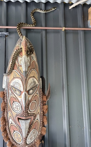 Coastal Carpet Python sighting